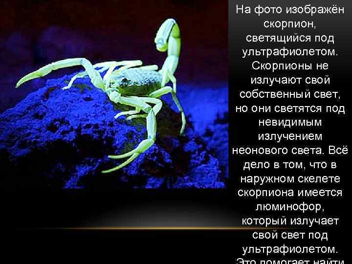 На фото изображён скорпион, светящийся под ультрафиолетом. Скорпионы не излучают свой собственный свет, но