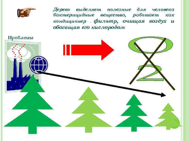 Дерево выделяет полезные для человека бактерицидные вещества, работает как кондиционер фильтр, очищая воздух и