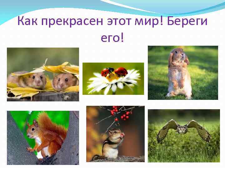 Как прекрасен этот мир! Береги его! 