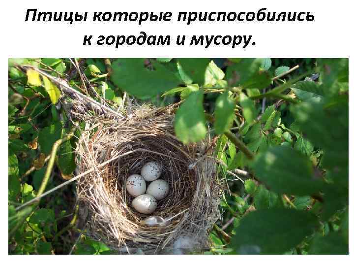 Птицы которые приспособились к городам и мусору. 