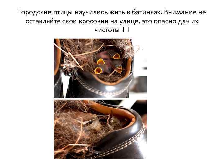 Городские птицы научились жить в батинках. Внимание не оставляйте свои кросовни на улице, это