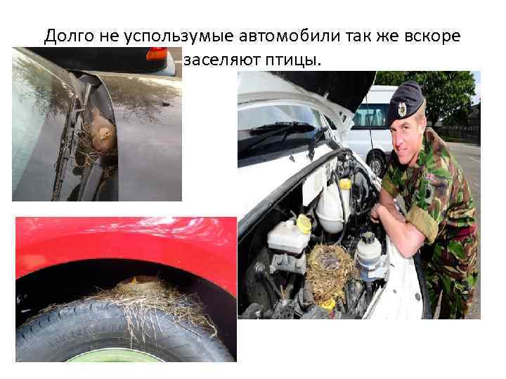 Долго не успользумые автомобили так же вскоре заселяют птицы. 