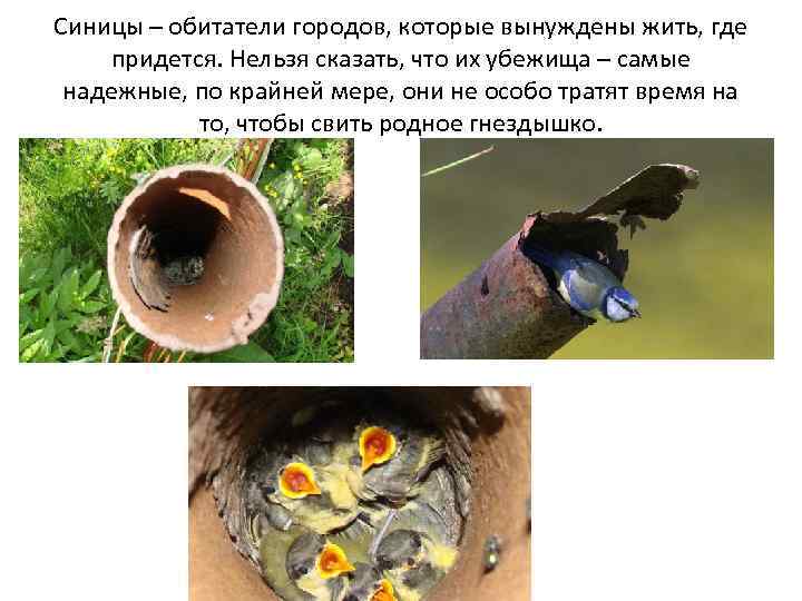 Синицы – обитатели городов, которые вынуждены жить, где придется. Нельзя сказать, что их убежища