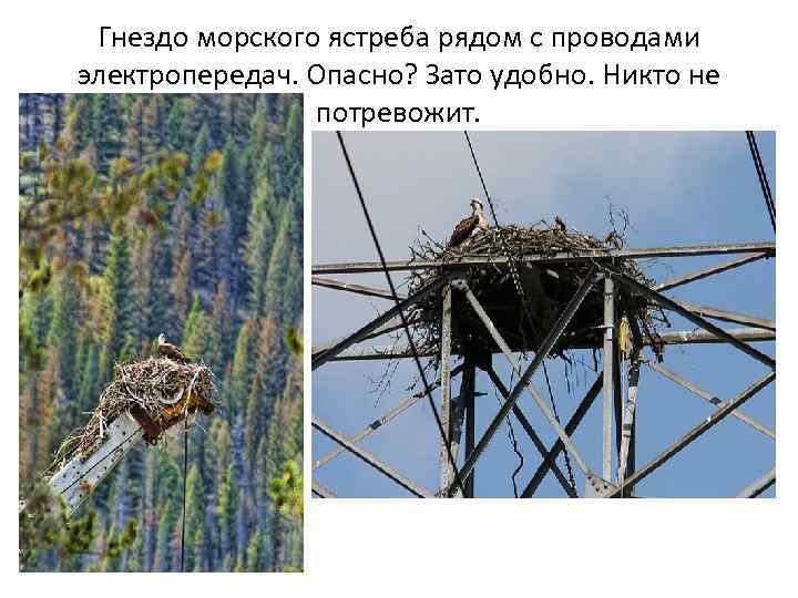 Гнездо морского ястреба рядом с проводами электропередач. Опасно? Зато удобно. Никто не потревожит. 