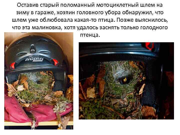 Оставив старый поломанный мотоциклетный шлем на зиму в гараже, хозяин головного убора обнаружил, что