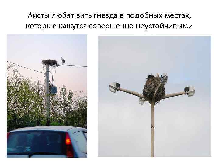 Аисты любят вить гнезда в подобных местах, которые кажутся совершенно неустойчивыми 