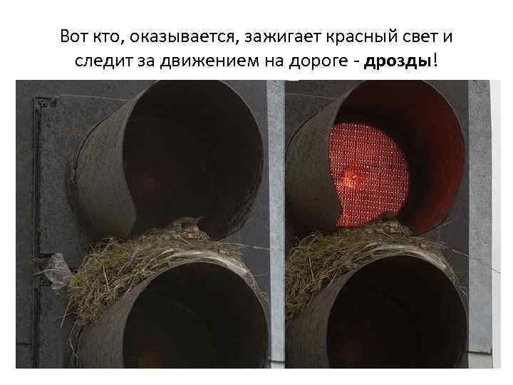 Вот кто, оказывается, зажигает красный свет и следит за движением на дороге - дрозды!