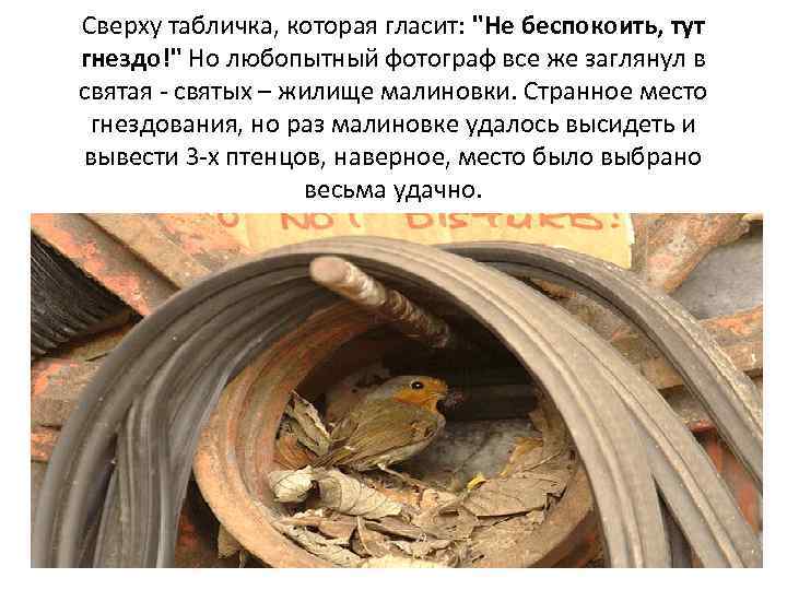 Сверху табличка, которая гласит: "Не беспокоить, тут гнездо!" Но любопытный фотограф все же заглянул