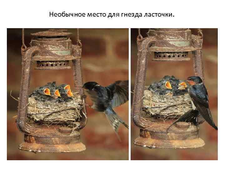 Необычное место для гнезда ласточки. 