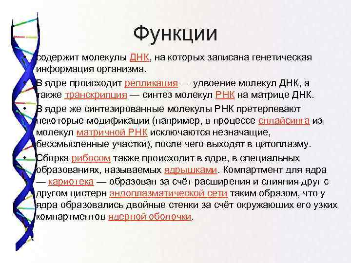 Функции • содержит молекулы ДНК, на которых записана генетическая информация организма. • В ядре