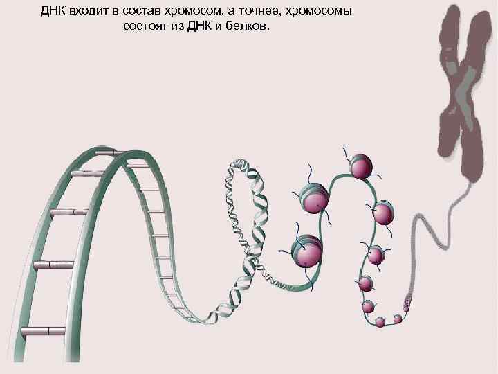 В состав хромосомы входят