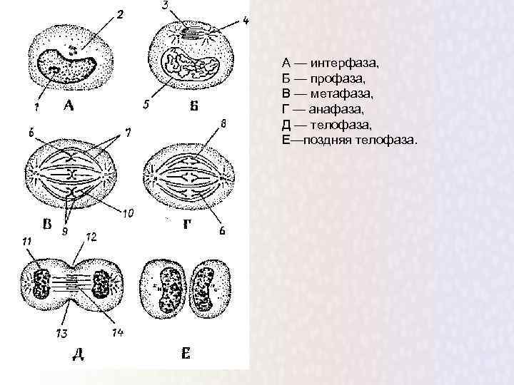 Интерфаза анафаза. Интерфаза мейоза 1 рисунок. Поздняя телофаза. Ранняя и поздняя профаза. Ранняя и поздняя анафаза.