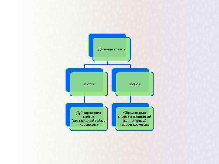 Деление клеток Митоз Мейоз Дублирование клеток (диплоидный набор хромосом) Образование клеток с половиной (гаплоидным)