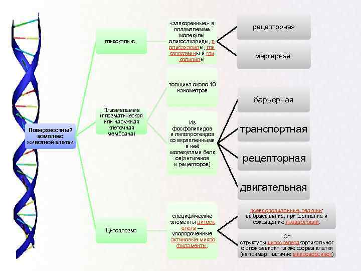 гликокаликс, «заякоренные» в плазмалемме молекулы олигосахариды, п олисахариды, гли копротеины и гли колипиды рецепторная