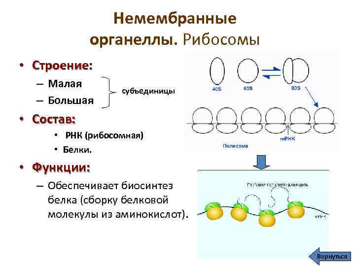 Немембранные органеллы. Рибосомы • Строение: – Малая – Большая субъединицы • Состав: • РНК