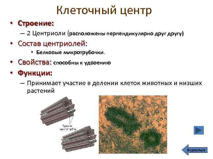 Клеточный центр структура