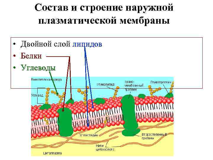 Строение плазматической мембраны