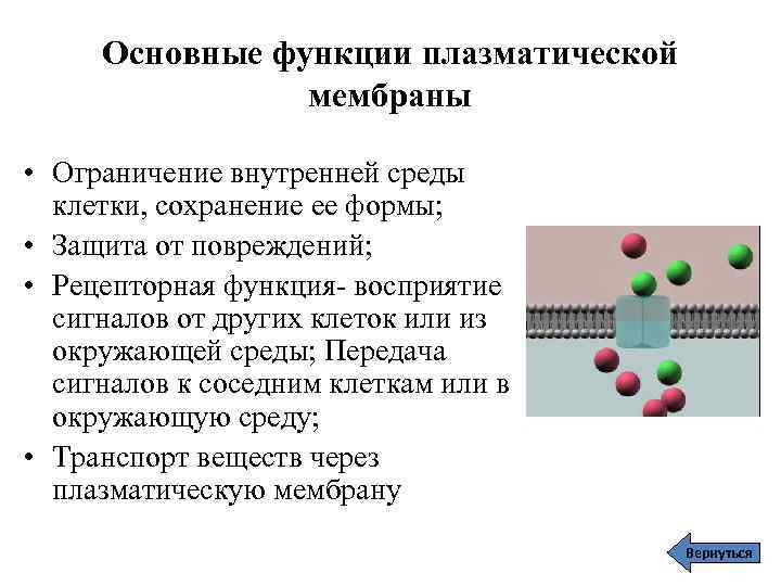 Функции плазматической мембраны