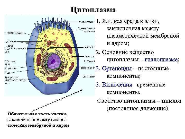 Какая основная часть клетки. Схема строения клетки оболочка цитоплазма ядро. Цитоплазма и клеточная мембрана органоиды клетки. Строение клетки плазматическая мембрана цитоплазма. Строение клетки мембрана цитоплазма органоиды.