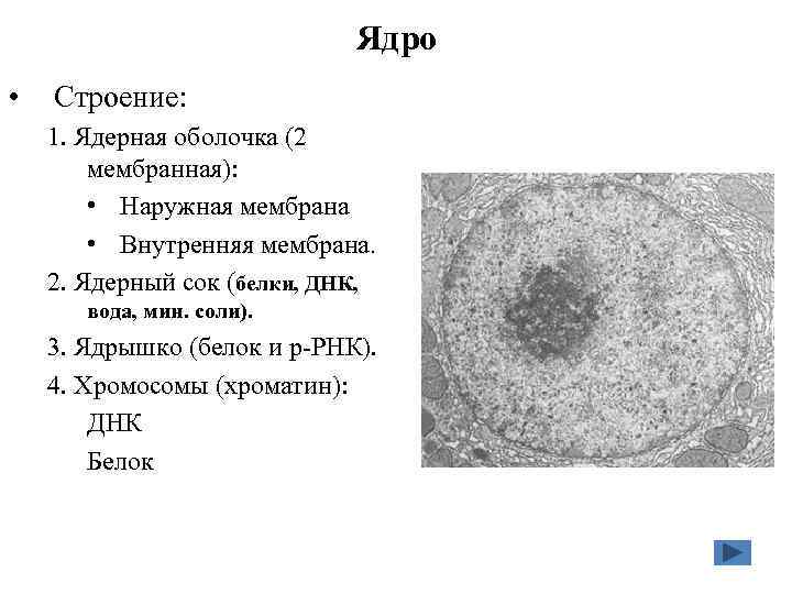 Вирус строение ядра