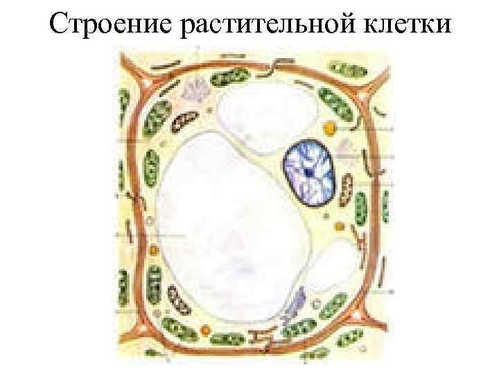 Строение растительной клетки 