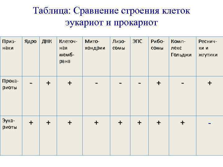 Таблица сравнение эукариот. Составить таблицу: 