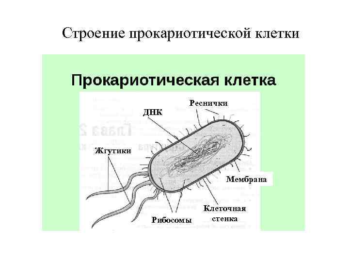 Строение прокариотической клетки ДНК Реснички Жгутики Мембрана Рибосомы Клеточная стенка 