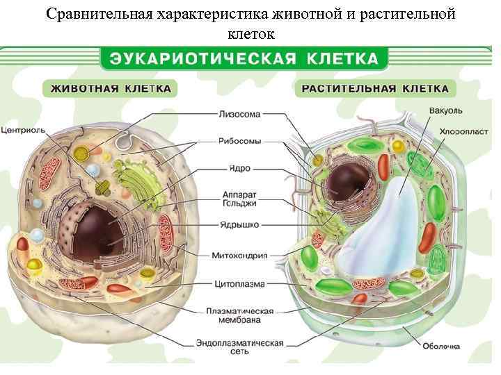 Сравнительная характеристика животной и растительной клеток 