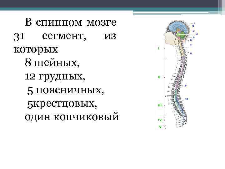 В спинном мозге 31 сегмент, из которых 8 шейных, 12 грудных, 5 поясничных, 5