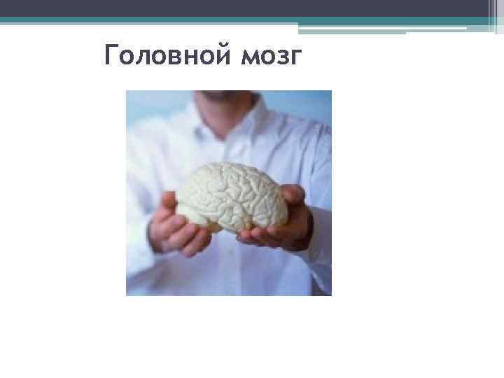Головной мозг 
