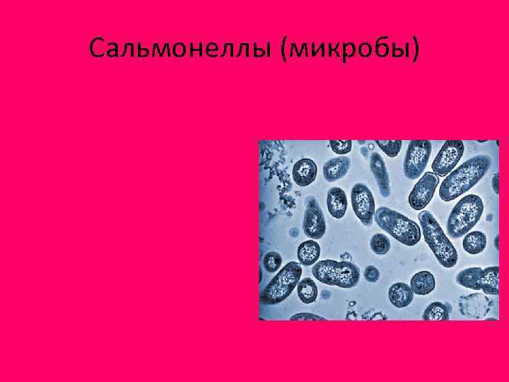 Сальмонеллы (микробы) 