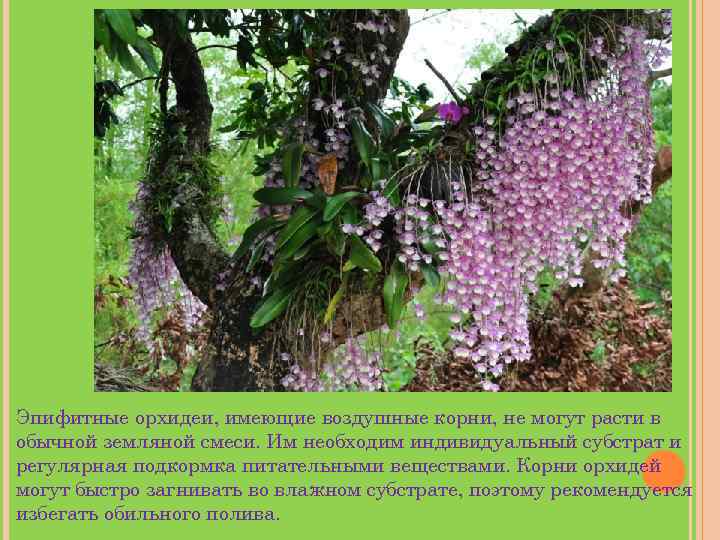 Эпифитные орхидеи, имеющие воздушные корни, не могут расти в обычной земляной смеси. Им необходим