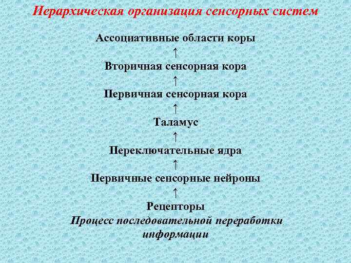 Иерархическая организация сенсорных систем Ассоциативные области коры ↑ Вторичная сенсорная кора ↑ Первичная сенсорная