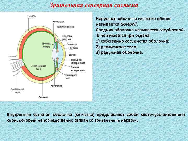 Зрительные рецепторы расположены