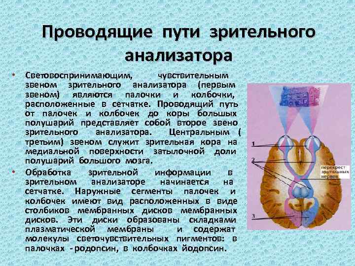 Проводящие пути зрительного анализатора • Световоспринимающим, чувствительным звеном зрительного анализатора (первым звеном) являются палочки