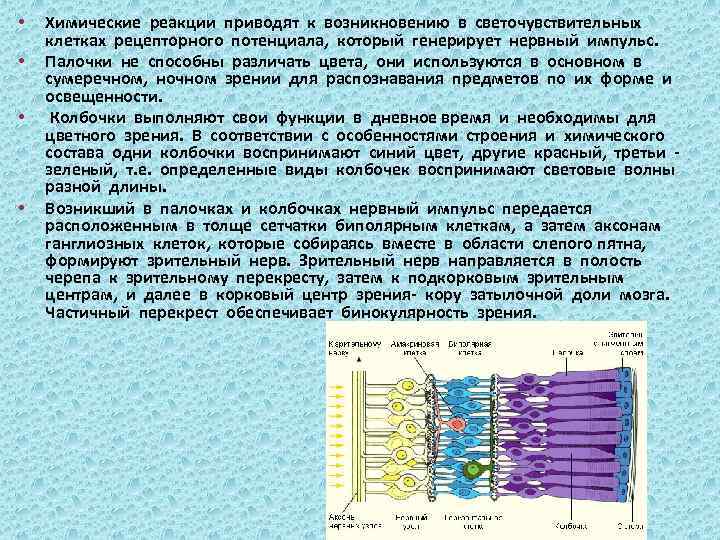  • • Химические реакции приводят к возникновению в светочувствительных клетках рецепторного потенциала, который