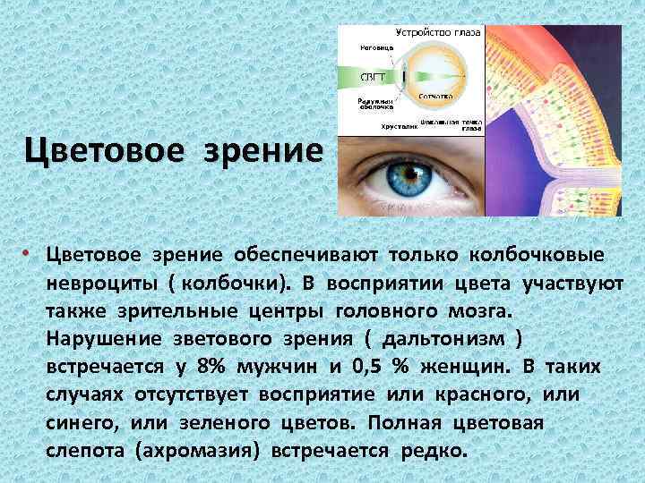 Цветовое зрение • Цветовое зрение обеспечивают только колбочковые невроциты ( колбочки). В восприятии цвета