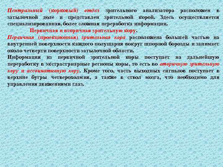 Центральный (корковый) отдел зрительного анализатора расположен в затылочной доле и представлен зрительной корой. Здесь