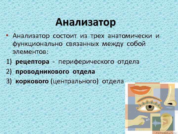 Анализатор • Анализатор состоит из трех анатомически и функционально связанных между собой элементов: 1)