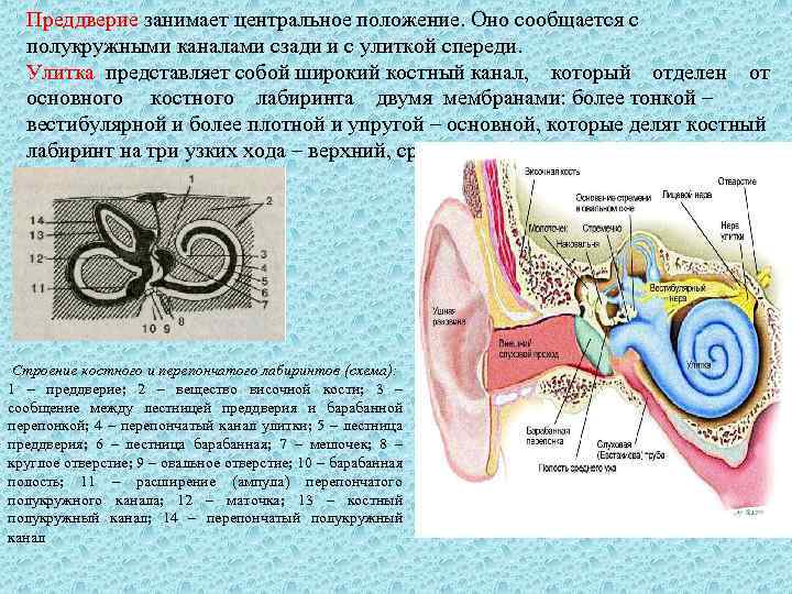 Преддверие занимает центральное положение. Оно сообщается с полукружными каналами сзади и с улиткой спереди.