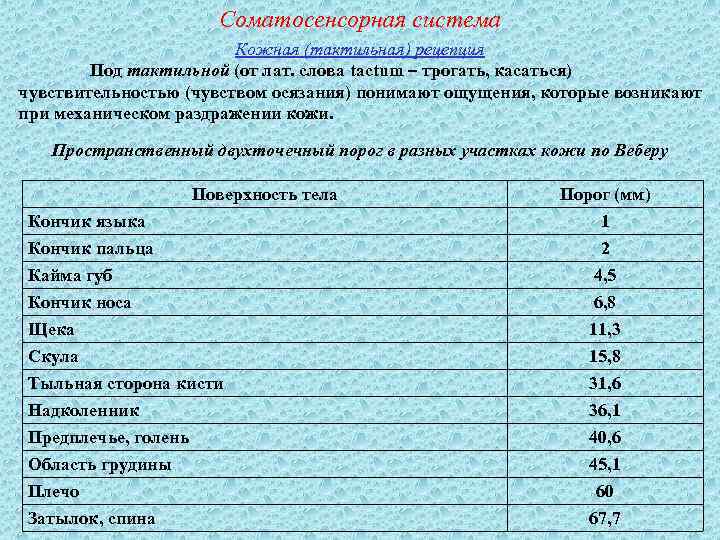 Соматосенсорная система Кожная (тактильная) рецепция Под тактильной (от лат. слова tactum – трогать, касаться)