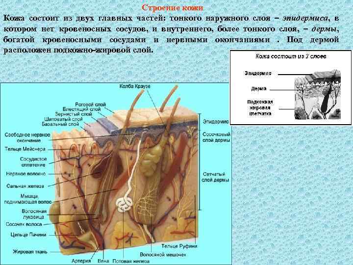 Строение кожи Кожа состоит из двух главных частей: тонкого наружного слоя – эпидермиса, в