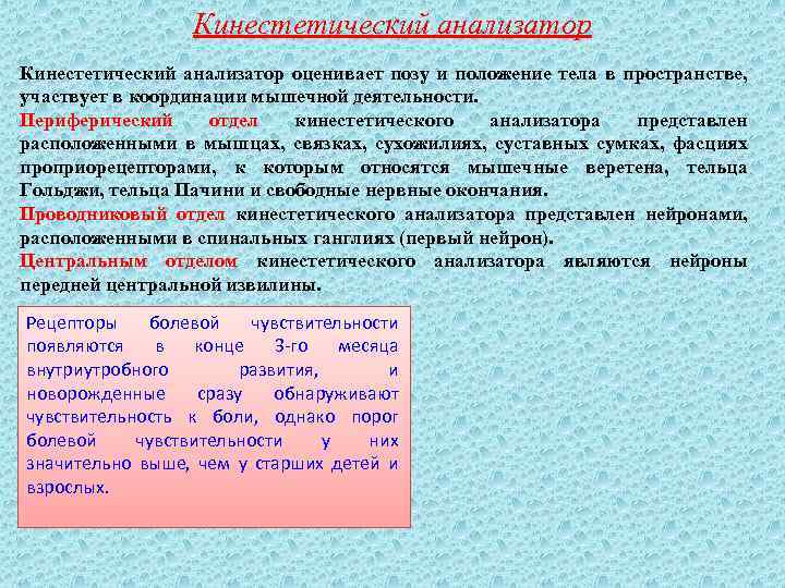 Кинестетический анализатор оценивает позу и положение тела в пространстве, участвует в координации мышечной деятельности.