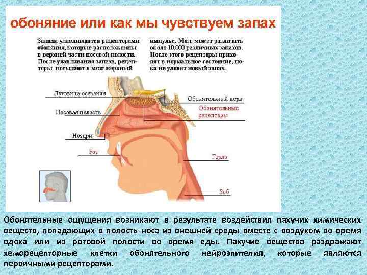 Обонятельные ощущения возникают в результате воздействия пахучих химических веществ, попадающих в полость носа из