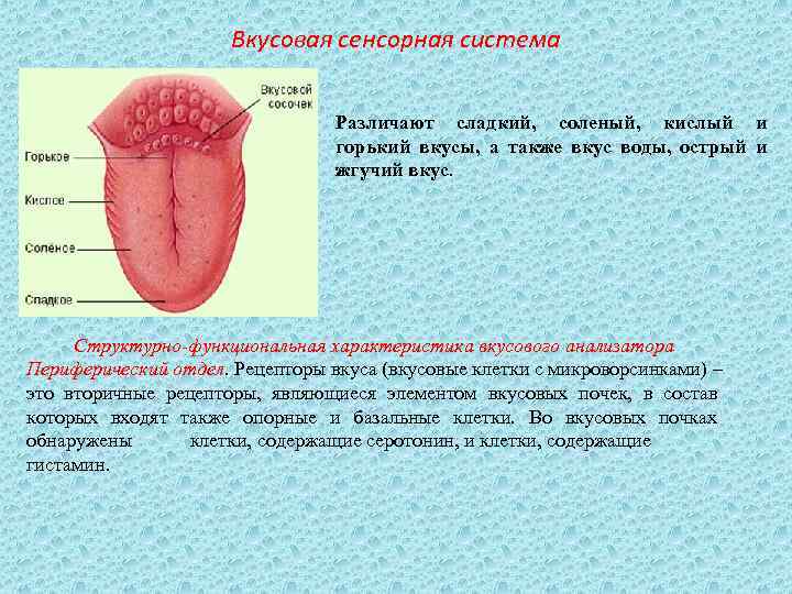 Вкусовая сенсорная система Различают сладкий, соленый, кислый и горький вкусы, а также вкус воды,