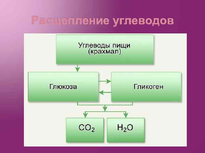 Расщепление углеводов 