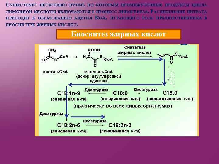 СУЩЕСТВУЕТ НЕСКОЛЬКО ПУТЕЙ, ПО КОТОРЫМ ПРОМЕЖУТОЧНЫЕ ПРОДУКТЫ ЦИКЛА ЛИМОННОЙ КИСЛОТЫ ВКЛЮЧАЮТСЯ В ПРОЦЕСС ЛИПОГЕНЕЗА.