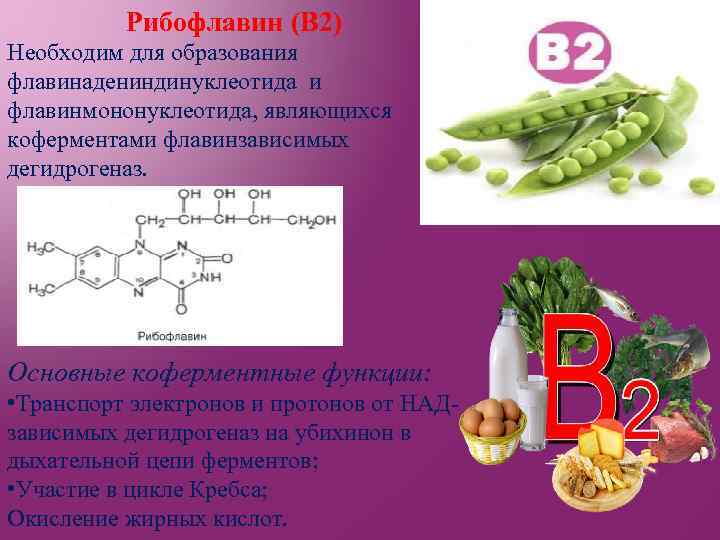 Рибофлавин (В 2) Необходим для образования флавинадениндинуклеотида и флавинмононуклеотида, являющихся коферментами флавинзависимых дегидрогеназ. Основные