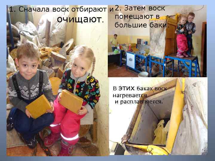 1. Сначала воск отбирают и 2. Затем воск очищают. помещают в большие баки. В