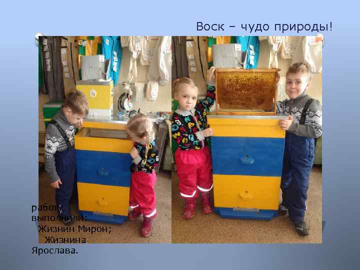 Воск – чудо природы! работу выполнили: Жизнин Мирон; Жизнина Ярослава. 